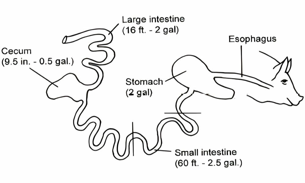 chicken digestive system anatomy