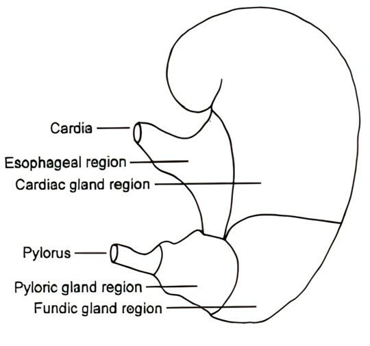 Regions of the stomach