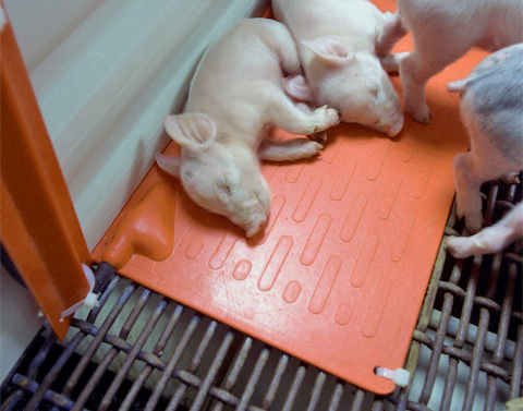 Make the transfer to warmth mats this iciness