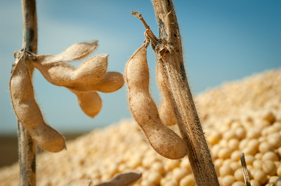 Close-up image of soybeans