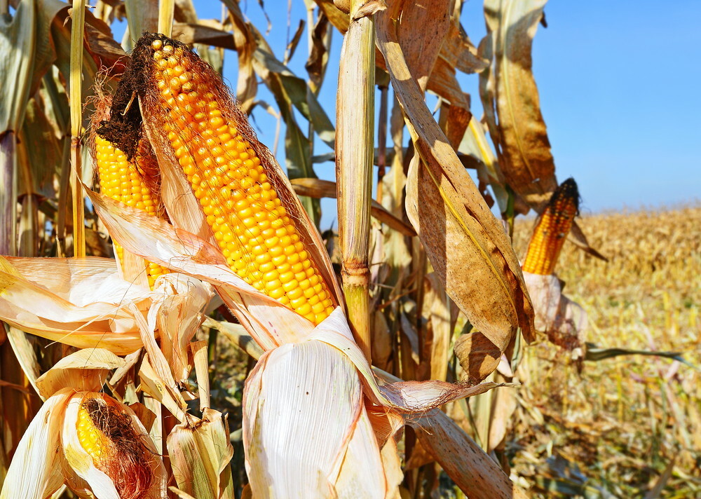 Mexico researchers display growth on pressure to exchange US corn imports