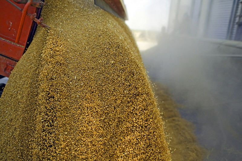 MFG buys 63,000 T feed wheat in soft