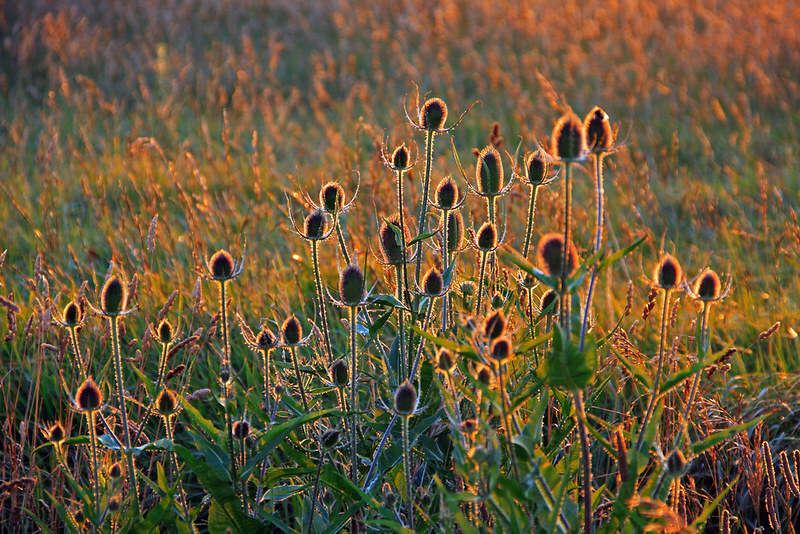 EU Fee proposes derogations on some agricultural laws