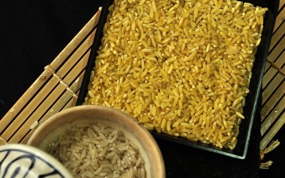 The Department of Agriculture's Bureau of Plant Industry (BPI) has issued a go signal for commercial propagation of golden rice after an extensive study by different government agencies.