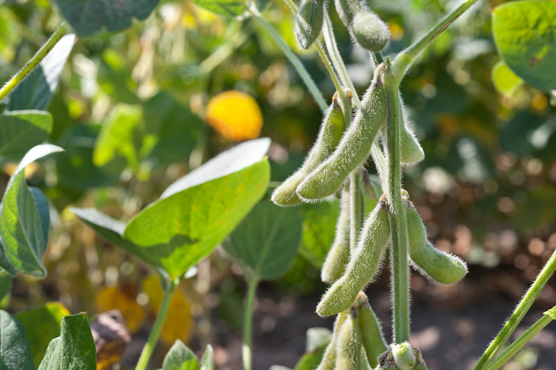 Drought, record heat threaten US soybean crop at critical growth stage ...