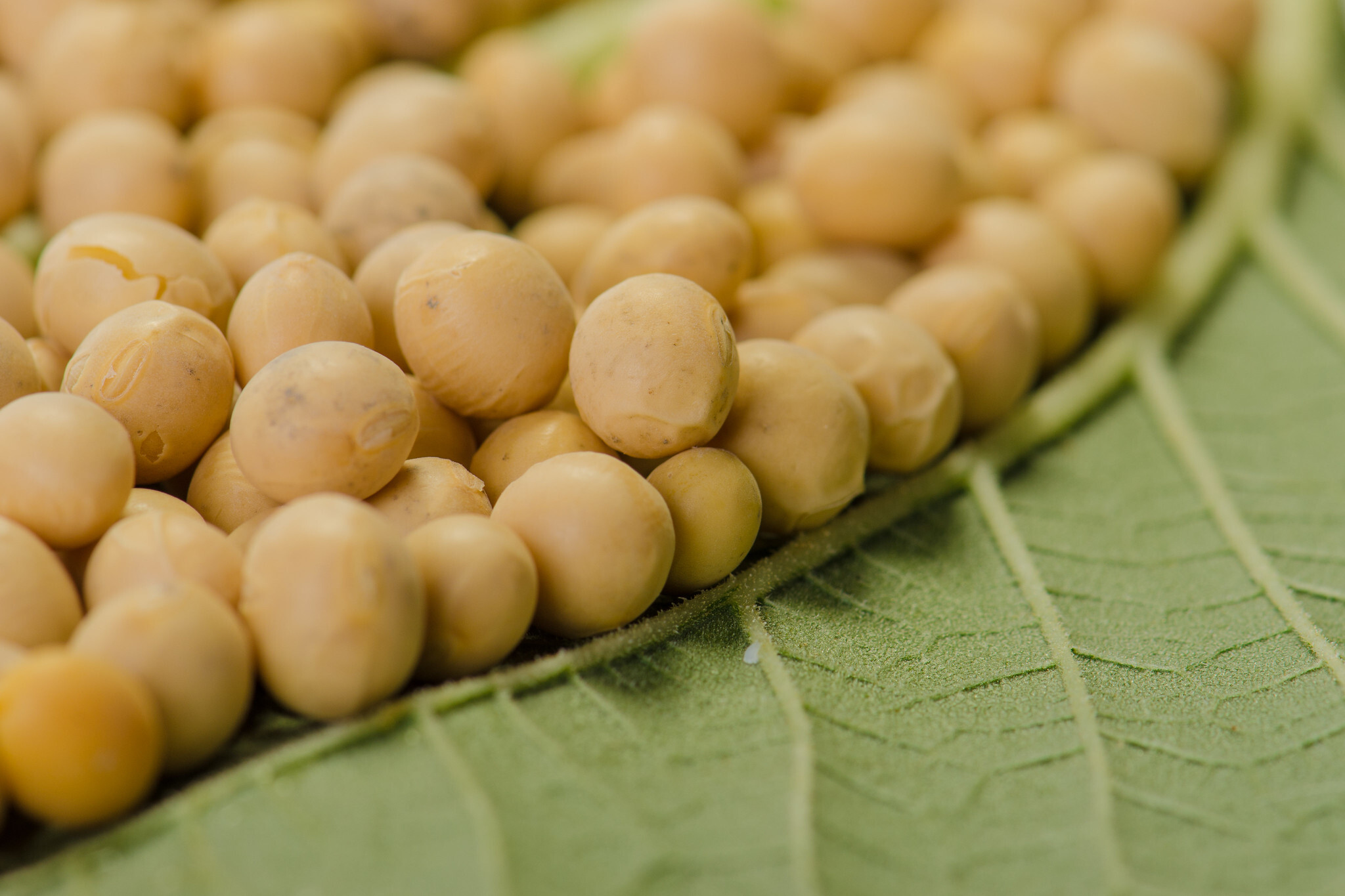 Bayer launches new Intacta 5+ soybean trait in Brazil