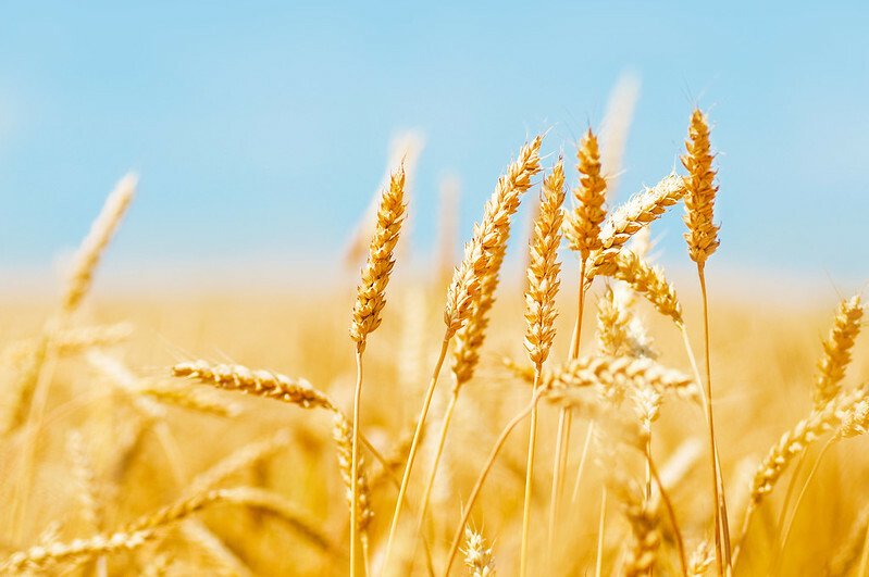 EU wheat exports to tumble in 2024/25 – USDA FAS