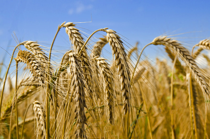 EU sees smallest wheat crop since 2018 – AHDB