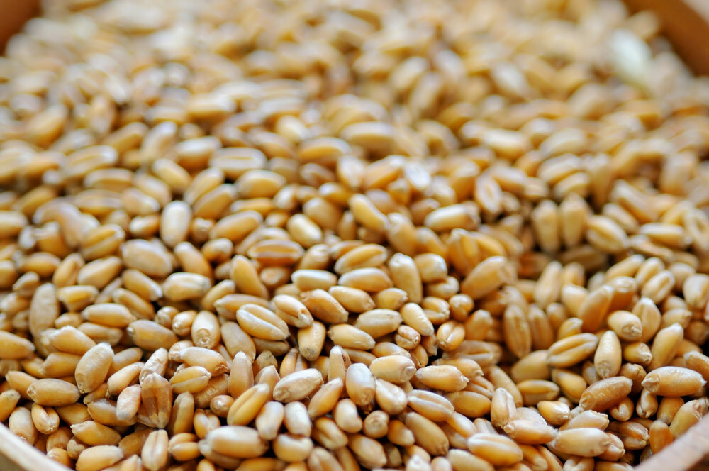 Japan to import 1,500 heaps feed wheat by means of smooth