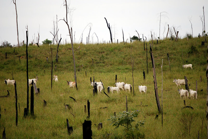 Wildfire destroys 20% of Brasilia wooded area