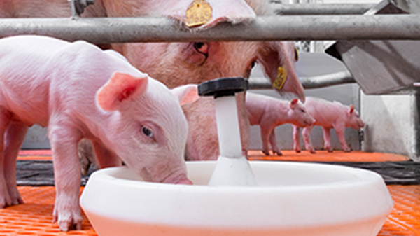 Accelerating Intestine Adulthood: The Position of Nutritional Fiber in Pig Vitamin | LifeStart Swine