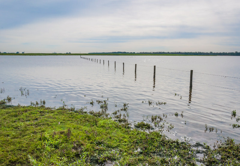 Hundreds of Brazil hogs, poultry perish in flood