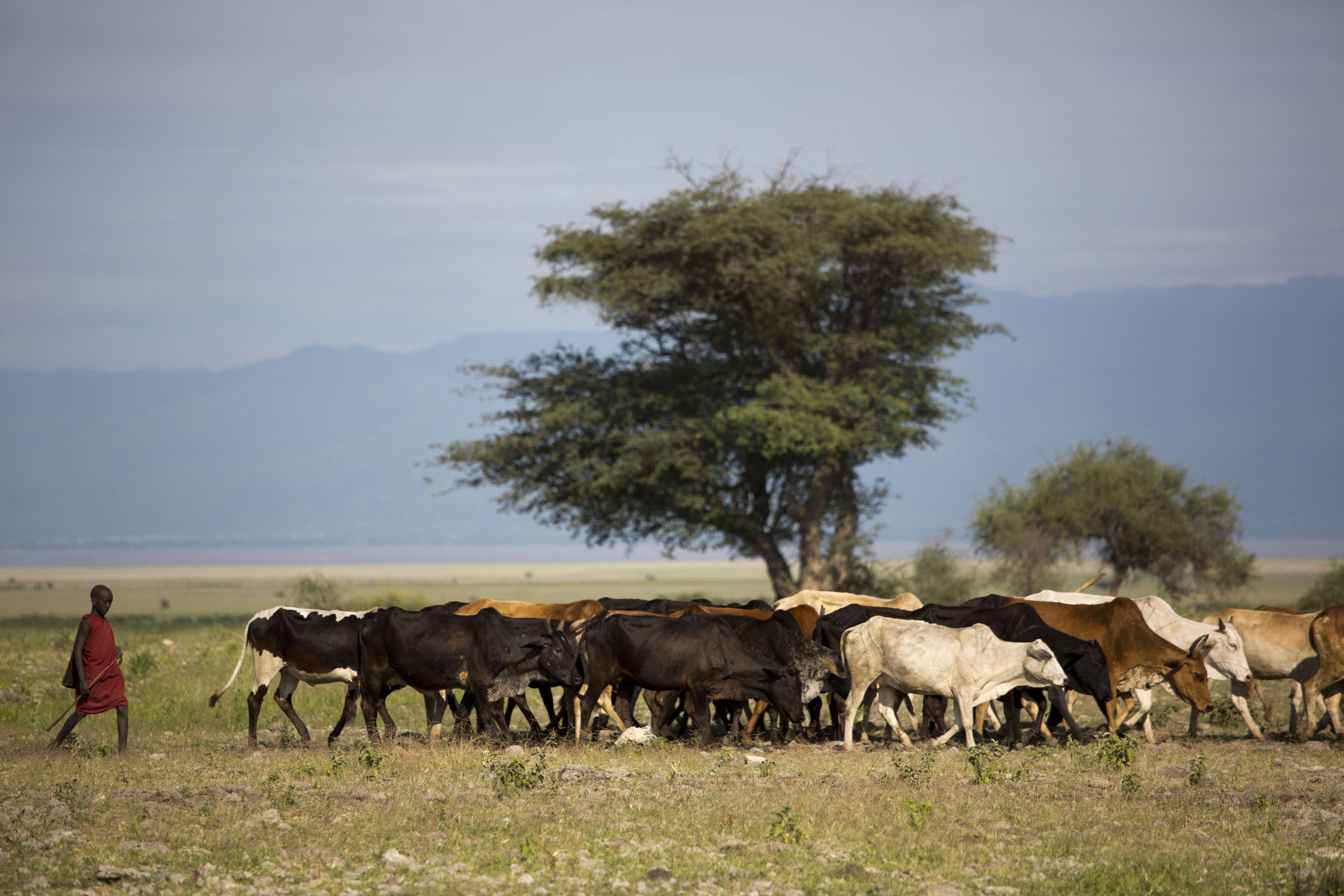New partnership running on answers to struggle African animal trypanosomiasis