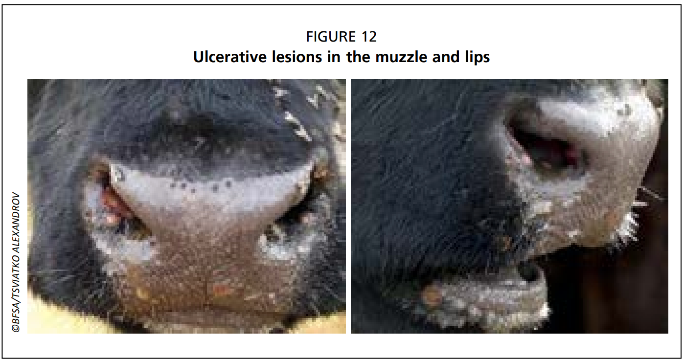 Lumpy skin disease: Clinical signs and postmortem findings | The Dairy Site