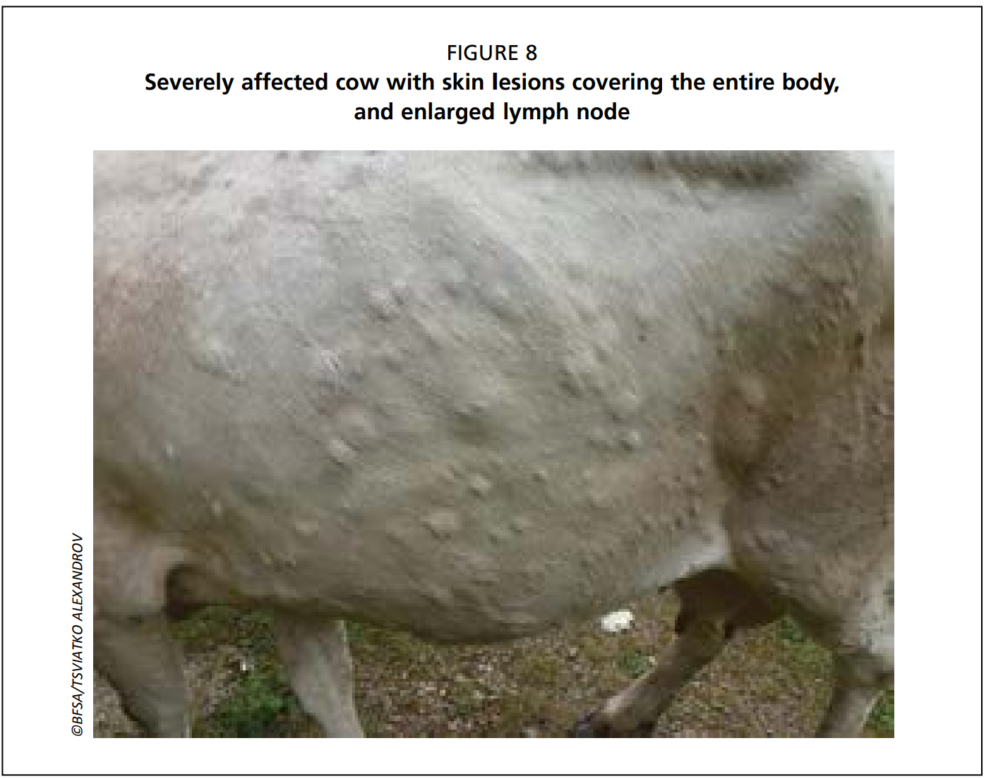 Lumpy skin disease: Clinical signs and postmortem findings | The Dairy Site