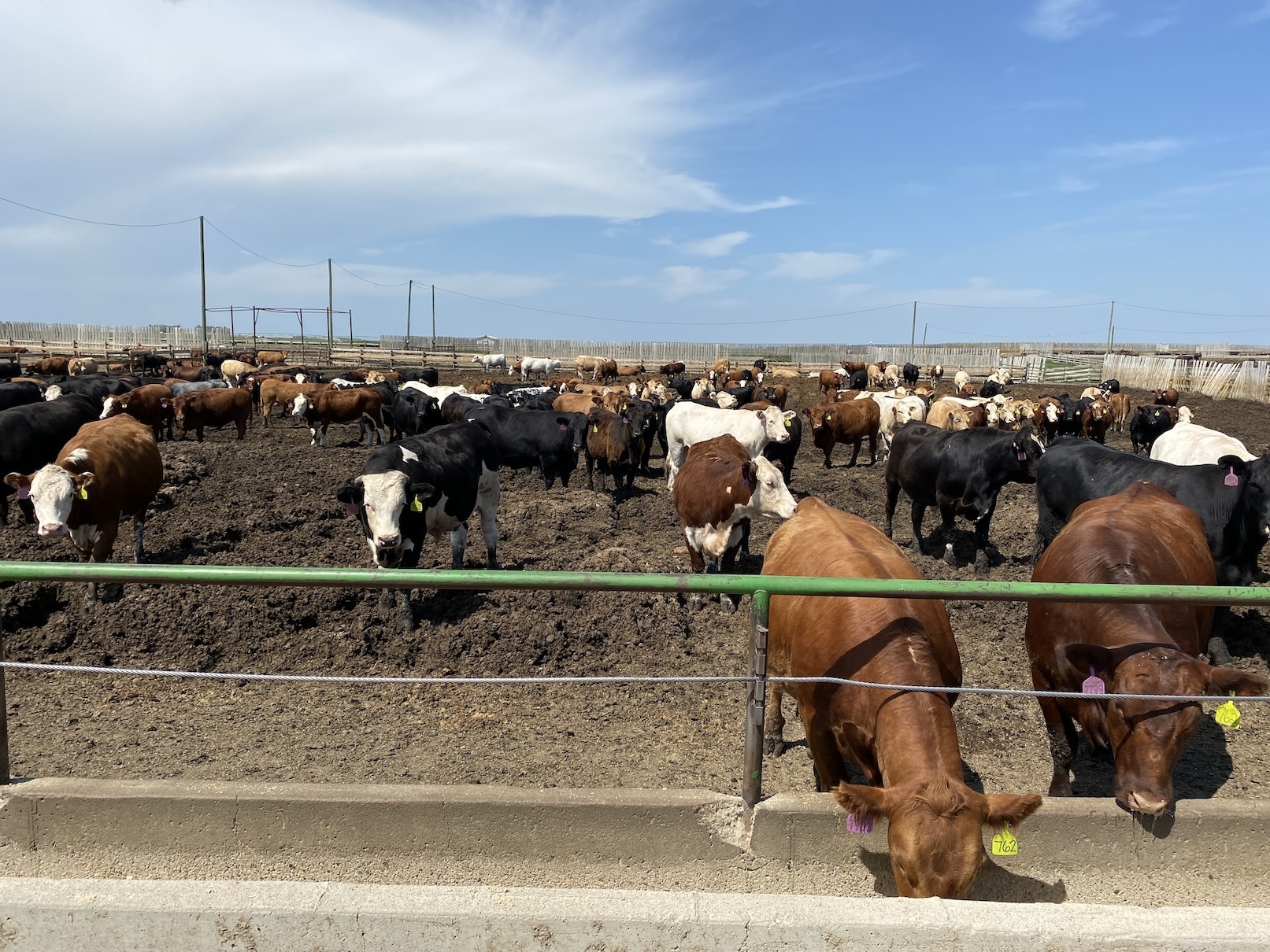 Cattle futures climb after week of negative signals - CME