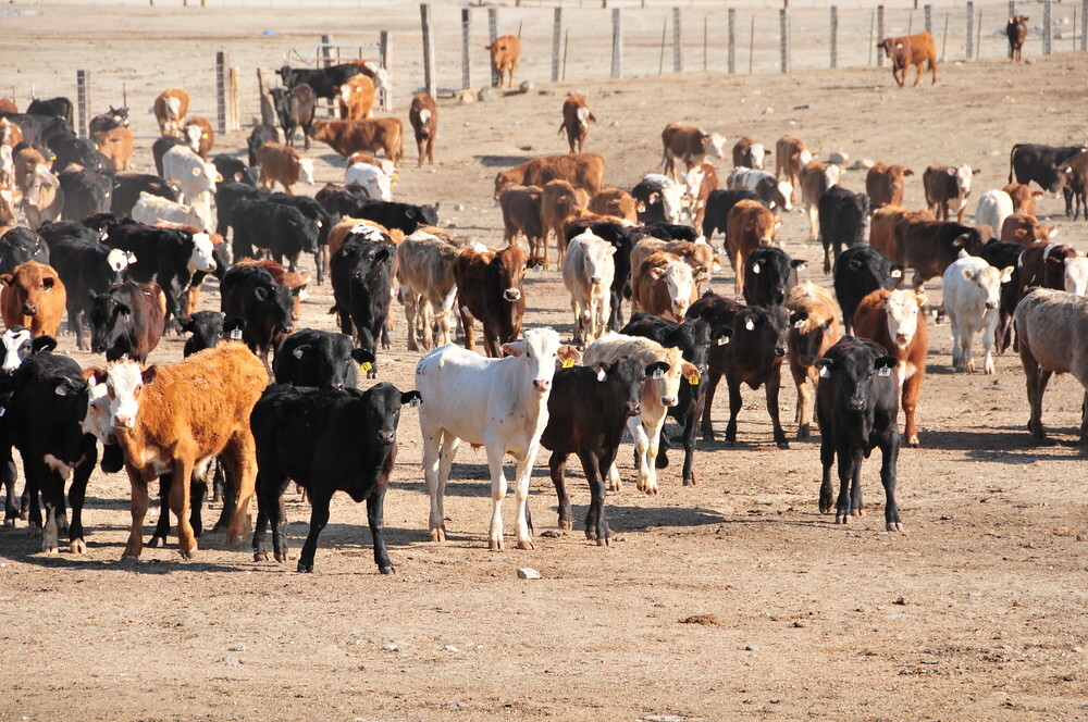 Cattle futures fall as traders await US inventory data - CME