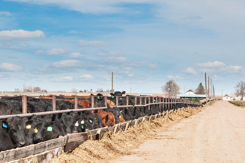 Cattle futures rebound as beef prices stay high - CME