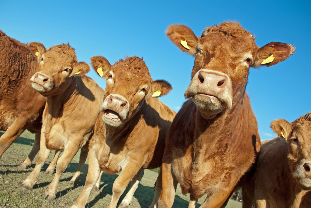 France says lumpy skin disease under control