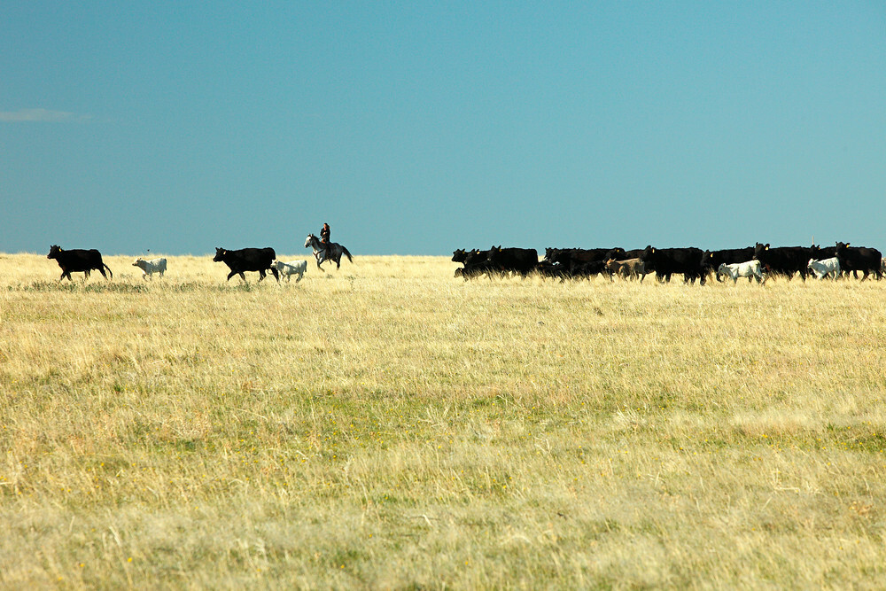 Beef futures slump after Trump urges ranchers to cut prices - CME