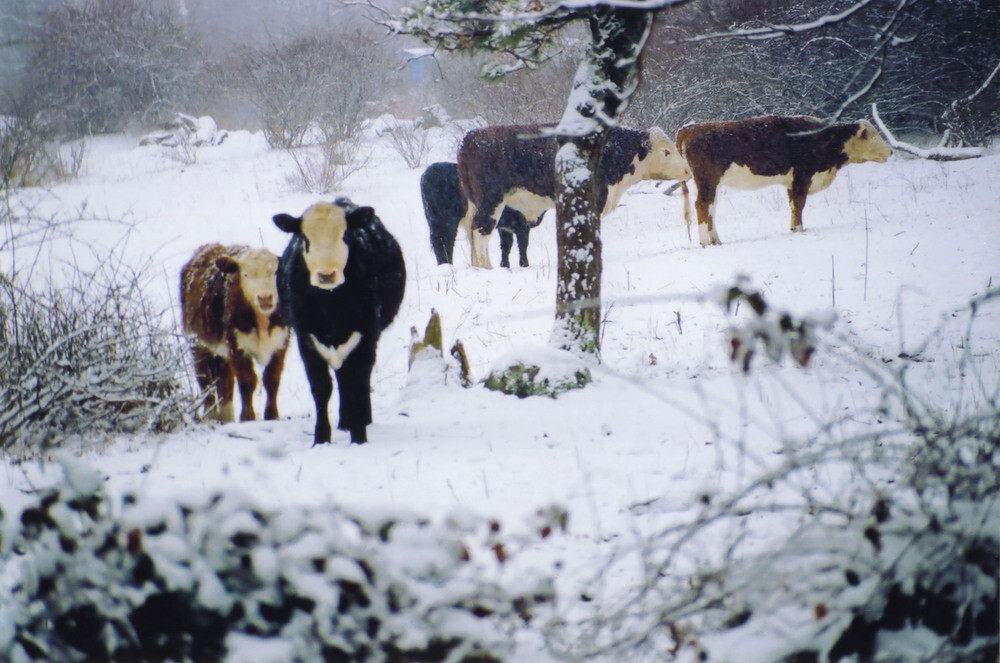 Cattle futures surge on cold-weather boost - CME