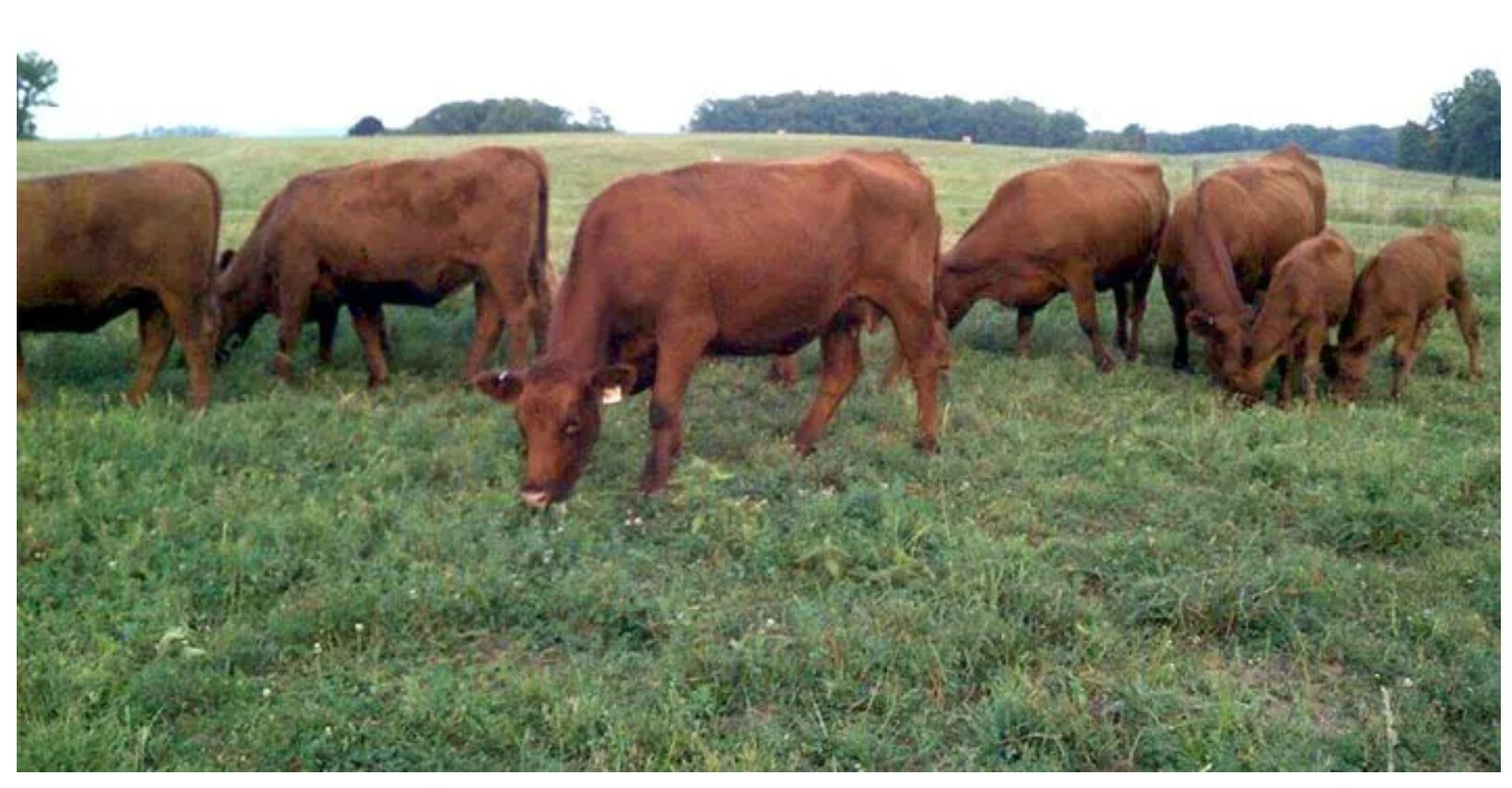 So you want to raise beef cattle? The Beef Site