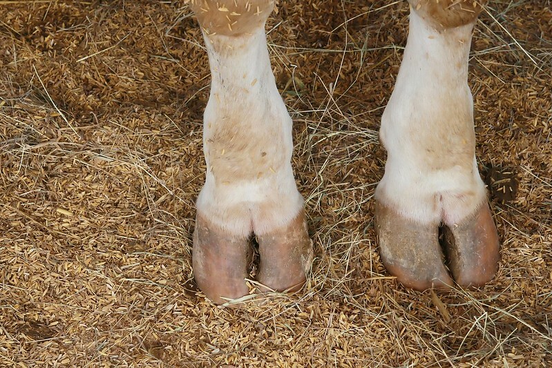 Brazil pronounces nation foot-and-mouth disease-free with out vaccination