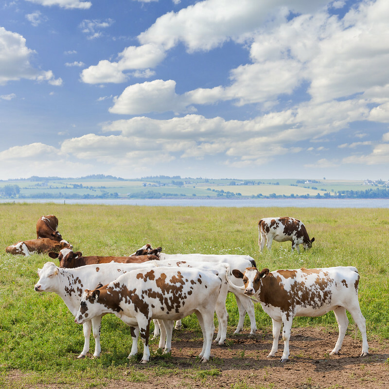 jersey ayrshire cattle