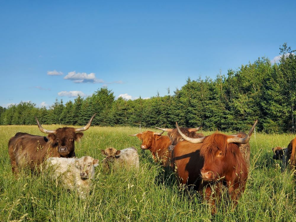 American Highland Cattle Association celebrates 75 years