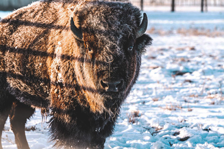 ARS researchers have developed an effective two-dose vaccine strategy for immunizing bison against brucellosis, but administering two separate inoculations to free ranging wild bison is a challenge. (Image courtesy of National Animal Disease Center)