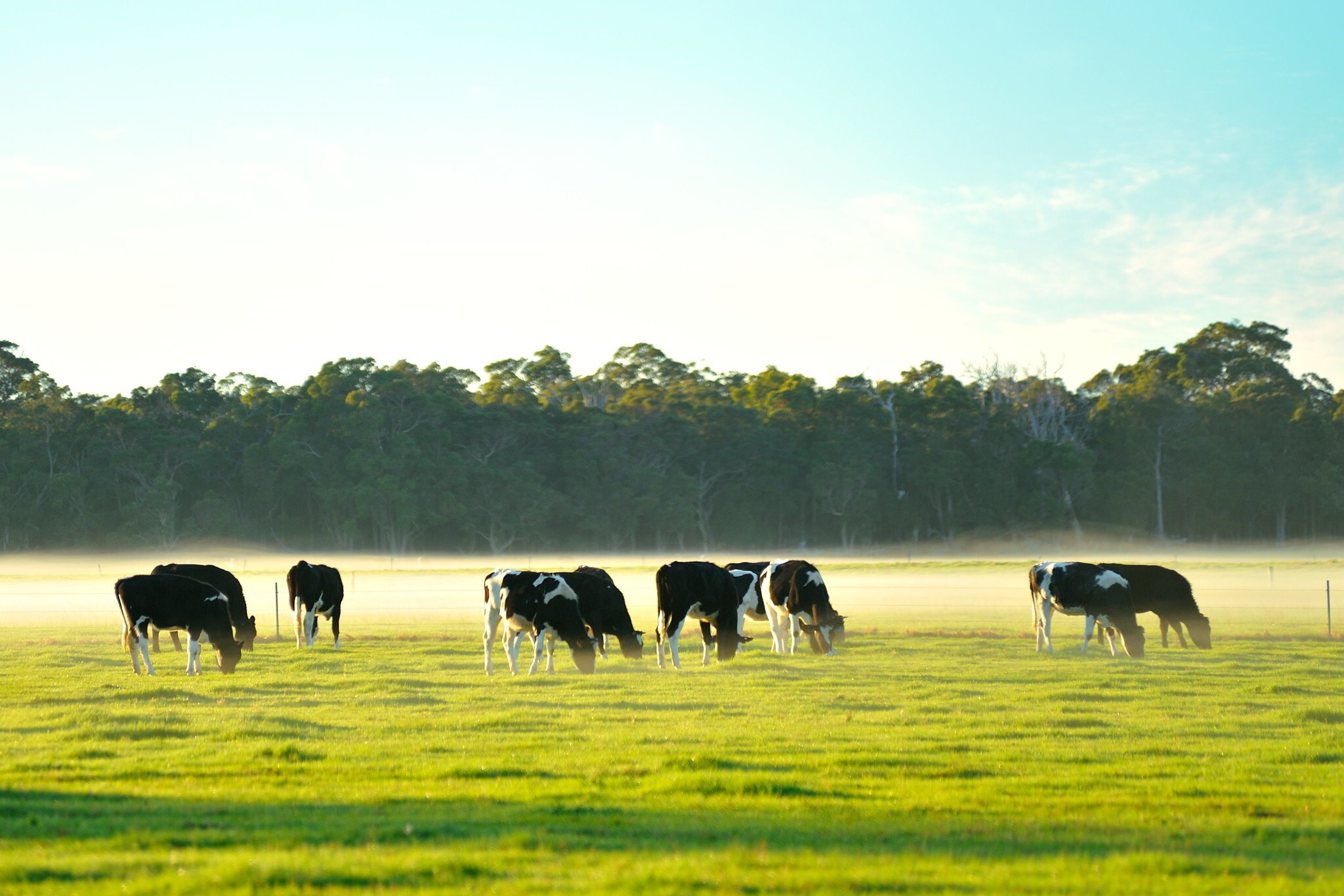 Constance Cattle