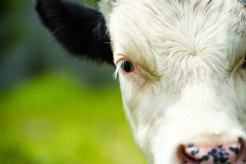 Bird flu hits dairy herd in Nebraska, USDA confirms