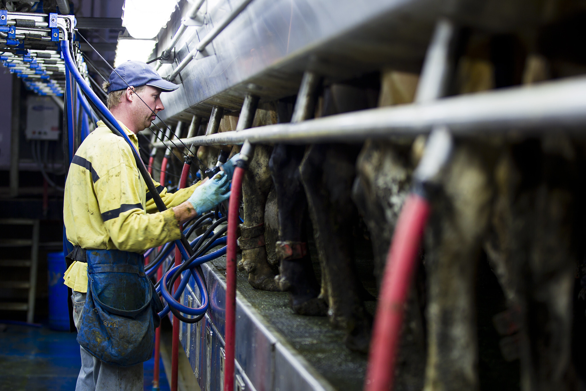 US to offer just about 0 million to include chook flu unfold on dairy farms