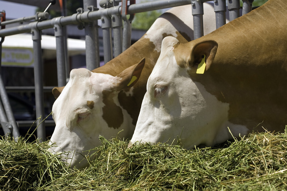 State festivals use faux cows for milking demos as fowl flu danger looms