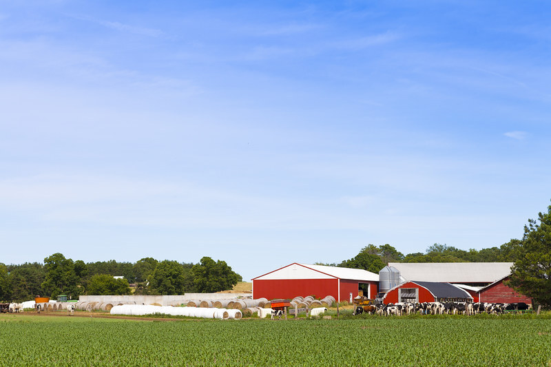 US exams California dairy farm animals for avian influenza