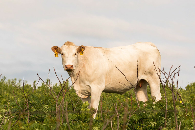 Jersey Cattle  Oklahoma State University