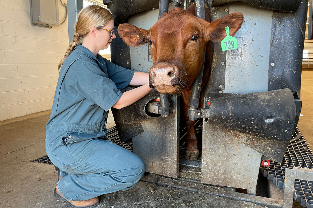 Livestock and Forage Centre of Excellence