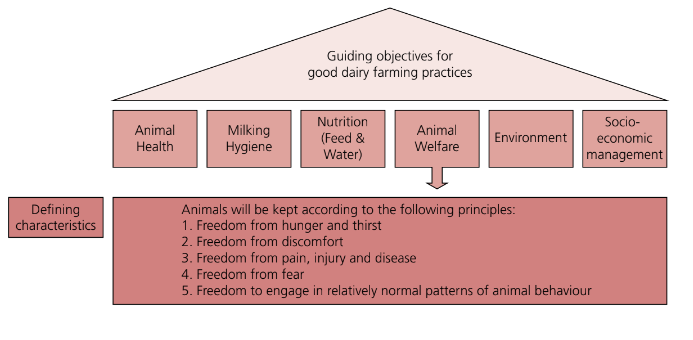 Guide to good dairy farming practice: Animal welfare | The Cattle Site