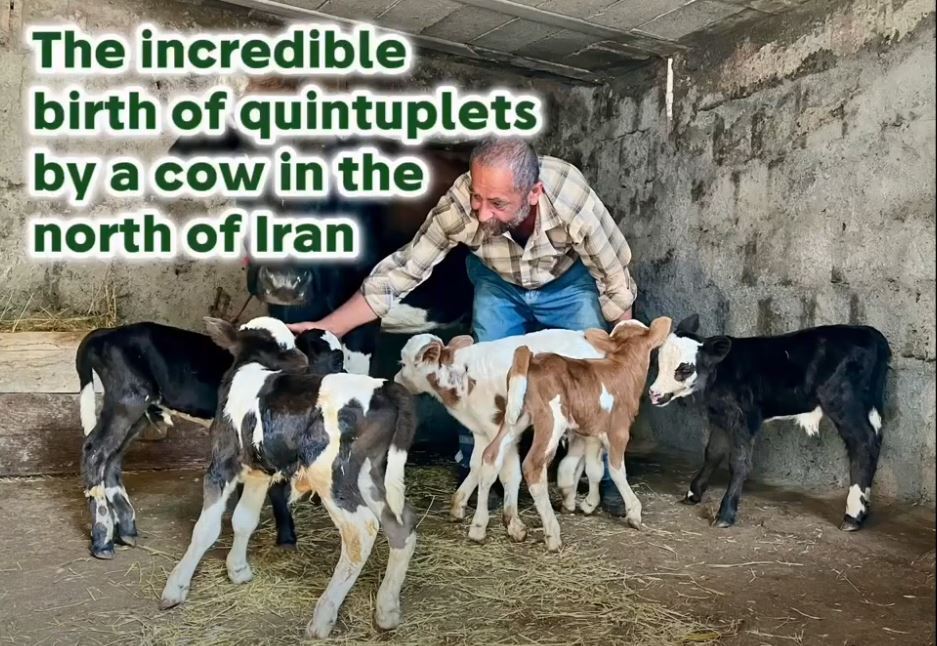 Rare miracle: Cow gives birth to 5 calves in rural Iranian farm 