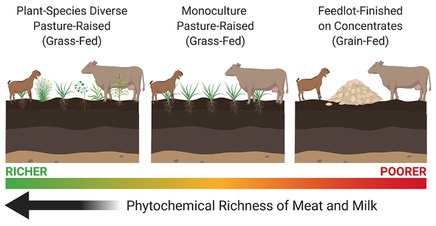 Regeneratively grass-fed beef can be 85% more nutrient dense than