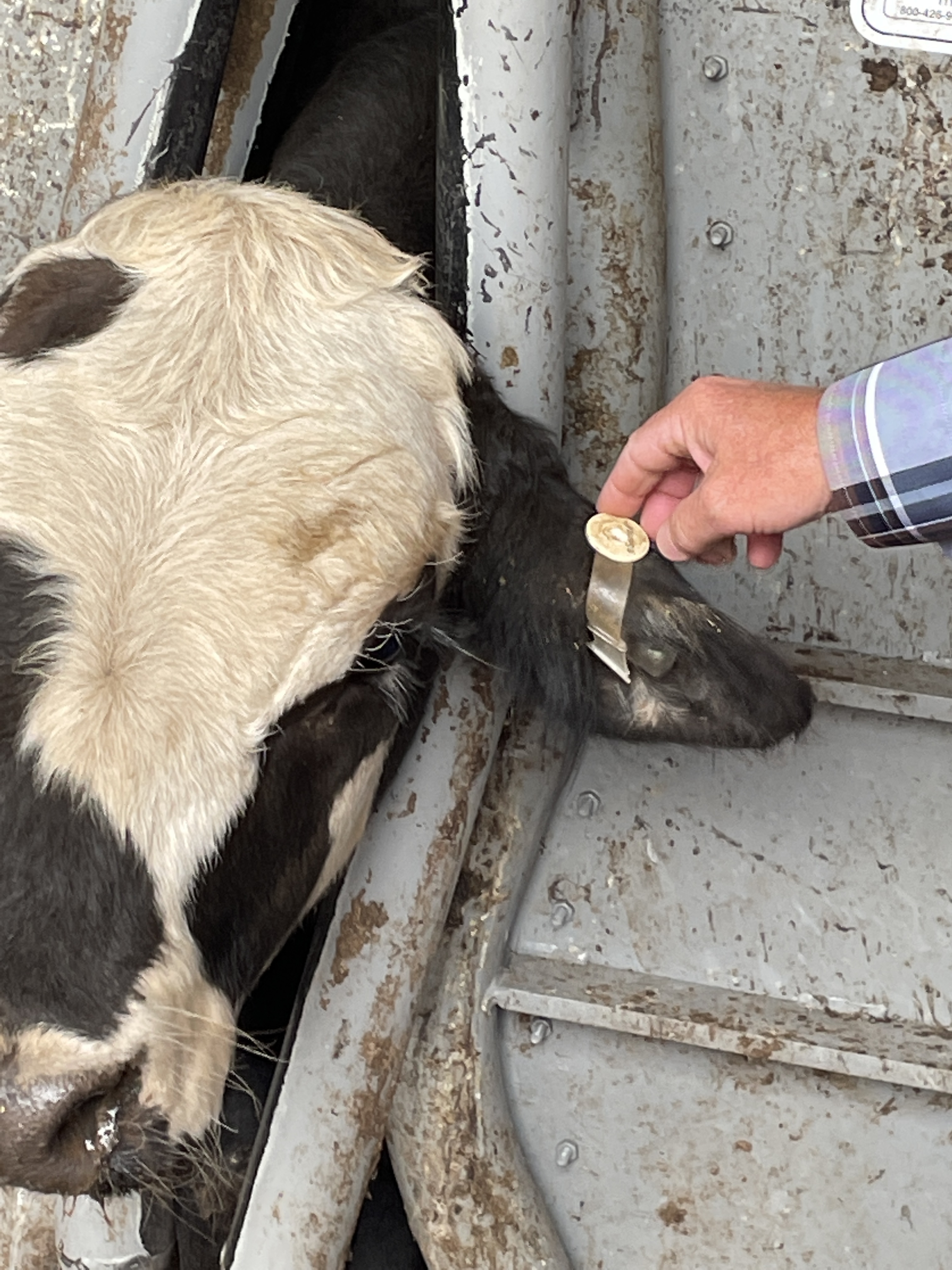 Friday Feature: Ear Tags that Identify Sick Cattle