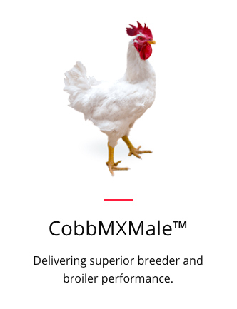 CobbMXMale