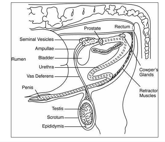 female cow reproductive system