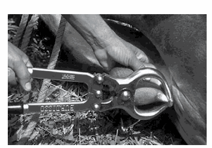 How to CASTRATE a BIG 450LB BULL Calf : Humane Castration Using a  Elastrator Tool & Rubber Band!🤠 