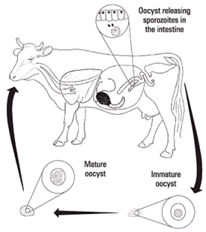 Coccidiosis in Cattle | The Beef Site