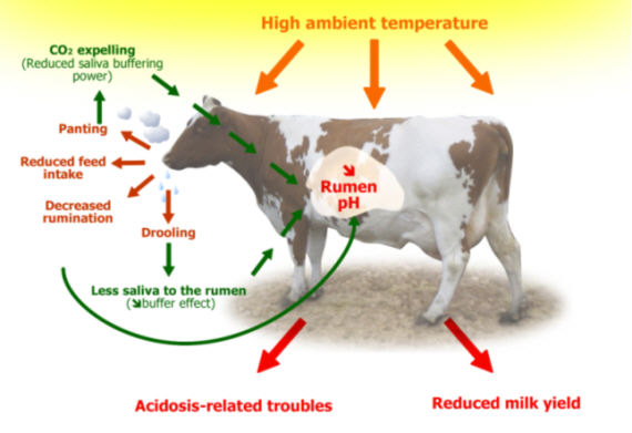 heat-stress-in-dairy-cows-implications-and-nutritional-management