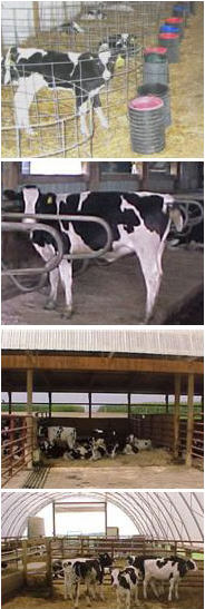 The “Best” Dairy Calf Housing Design?