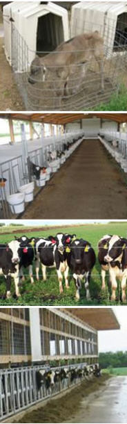 The “Best” Dairy Calf Housing Design? | The Dairy Site