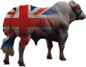 British Blue Cattle Society