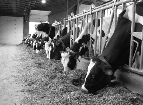 Cows diagnosed with metritis